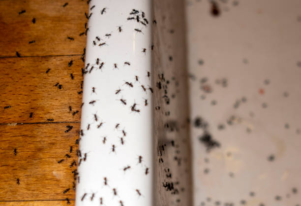 Best Residential Pest Control  in Marion, PA